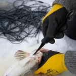Marttiini Fish Cleaner