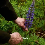 Marttiini Herb Knife Kerääjä