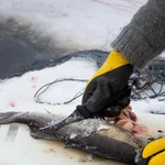 Marttiini Fish Cleaner